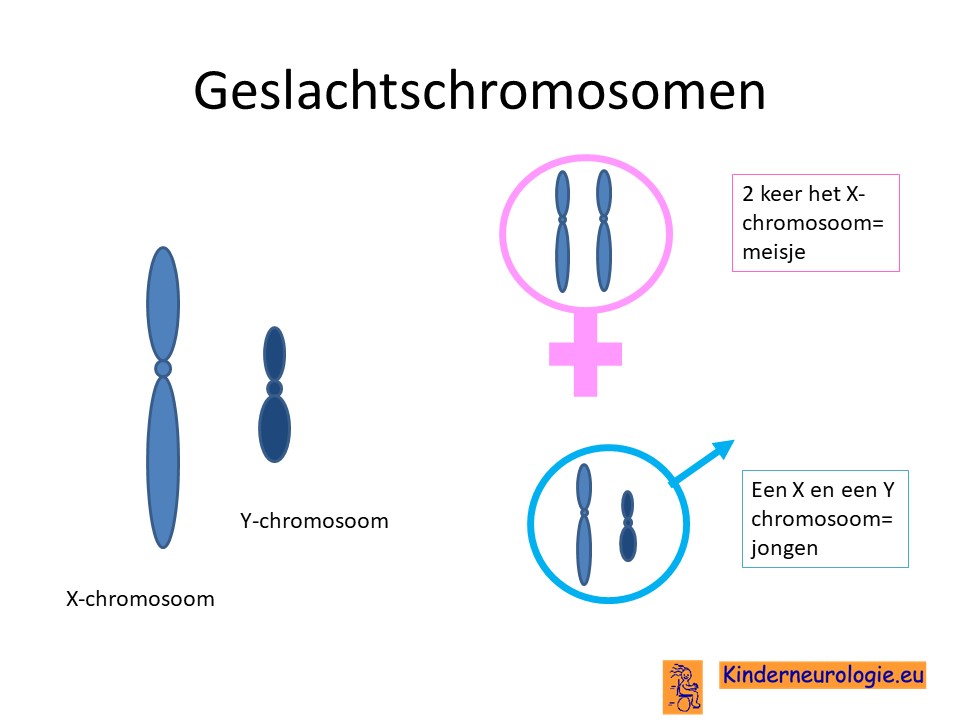 geslachtschromosoom